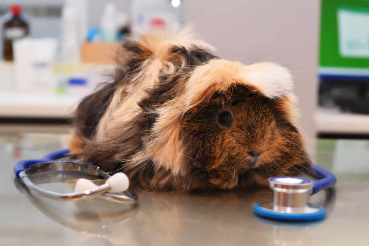 Rund-um-Versorgung für Ihr Tier bei Tierarzpraxis Dahnke Meerschweinchen in Behandlung