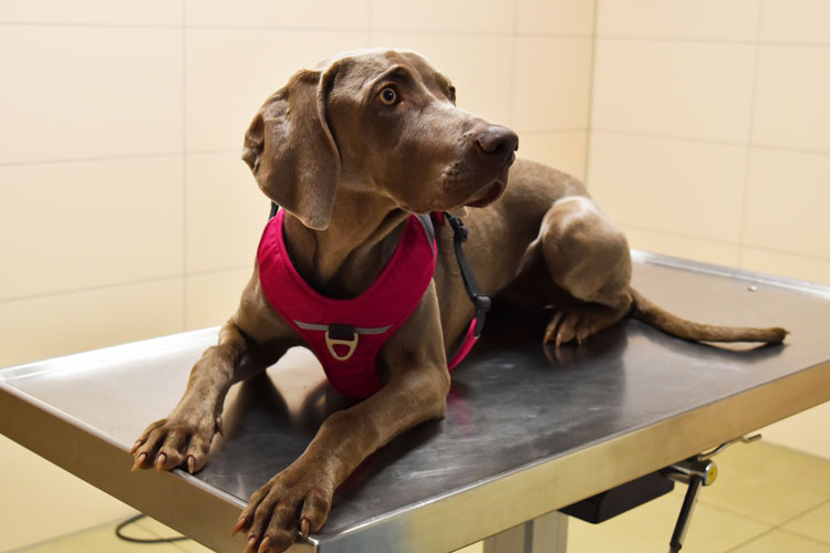 Hund bei der Behandlung in Tierarztpraxis Dahnke Hund bei der Behandlung